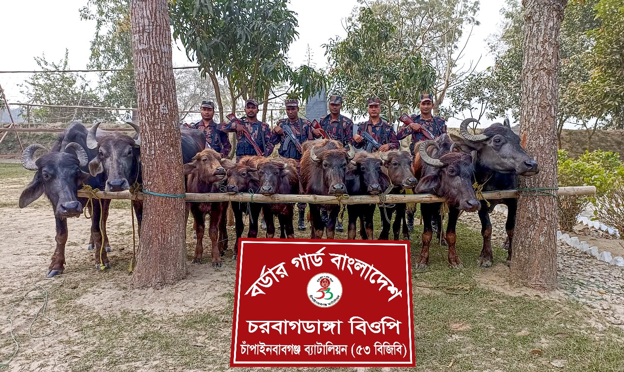 চাঁপাইনবাবঞ্জ  সীমান্তে  বিজিবি’র  অভিযানে চোরাচালানকৃত ১০টি ভারতীয় মহিষ জব্দ